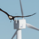 Illustration for article titled Spirit the Eagle Helps to Stop Birds Getting Chopped by Wind Turbines